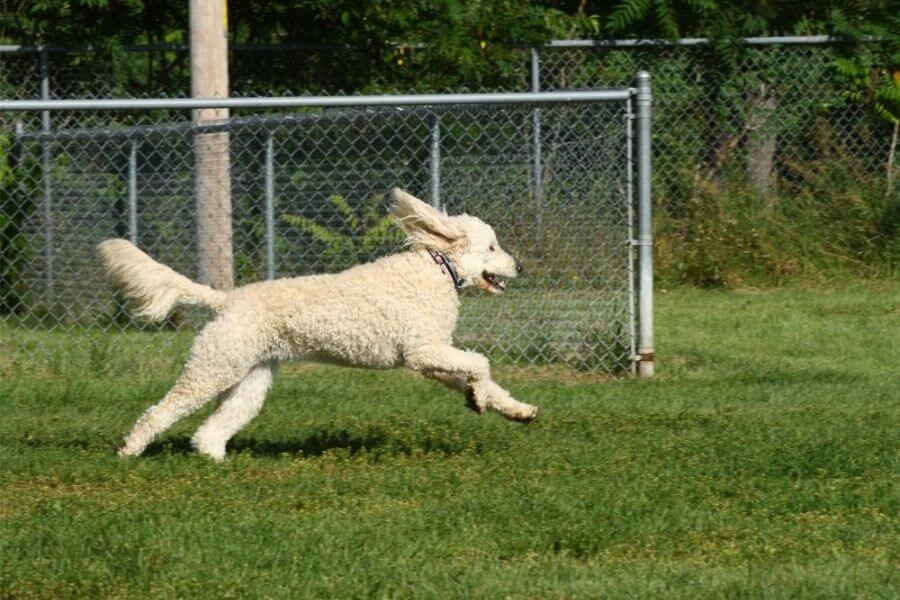 Why You Should Get A Corgi