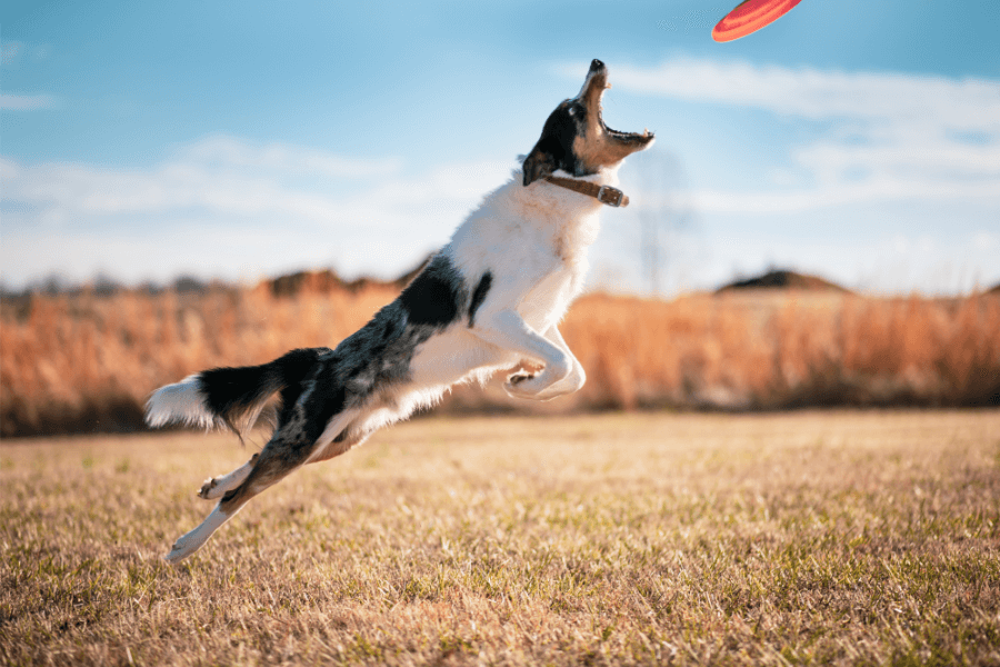 Why You Should Get A Corgi