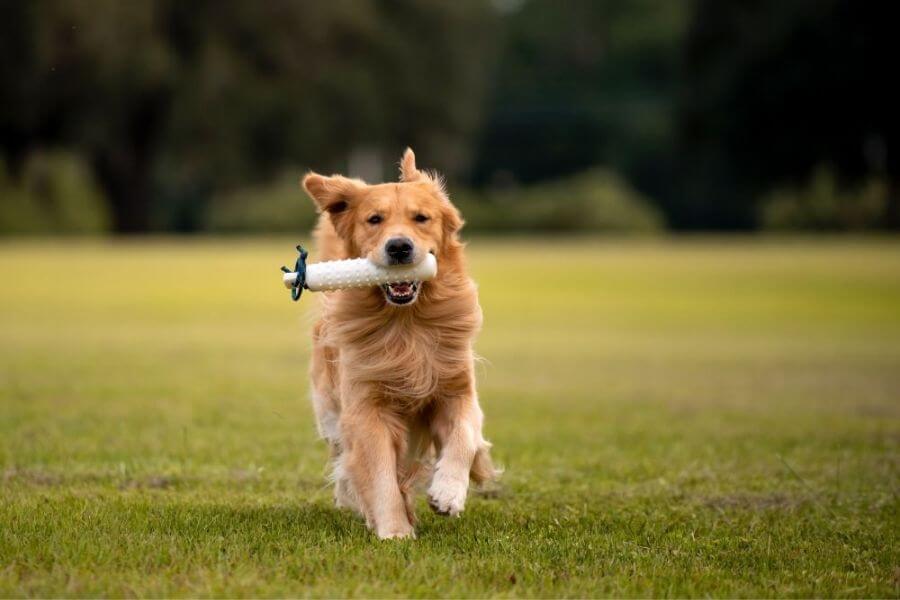 Why You Should Get A Corgi