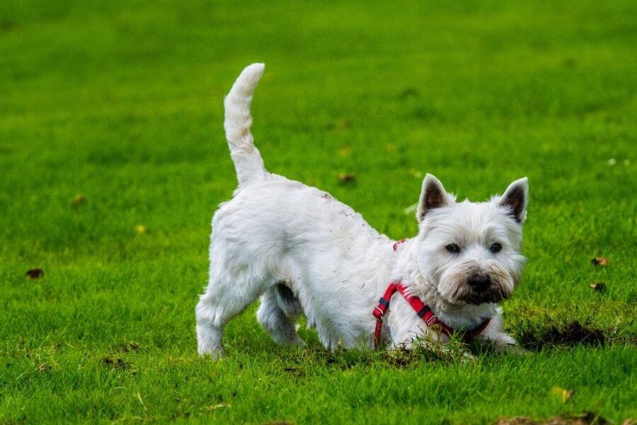 Why You Should Get A Corgi