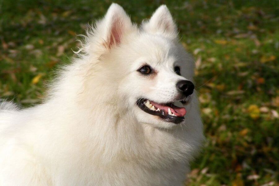 Why You Should Get A Corgi