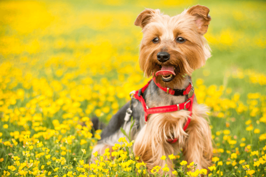 Why You Should Get A Corgi