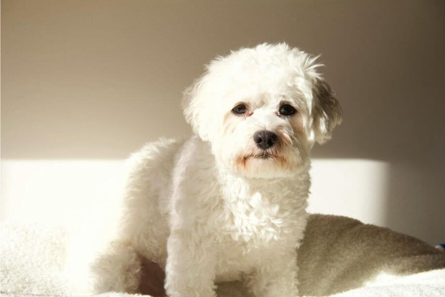 Why You Should Get A Corgi