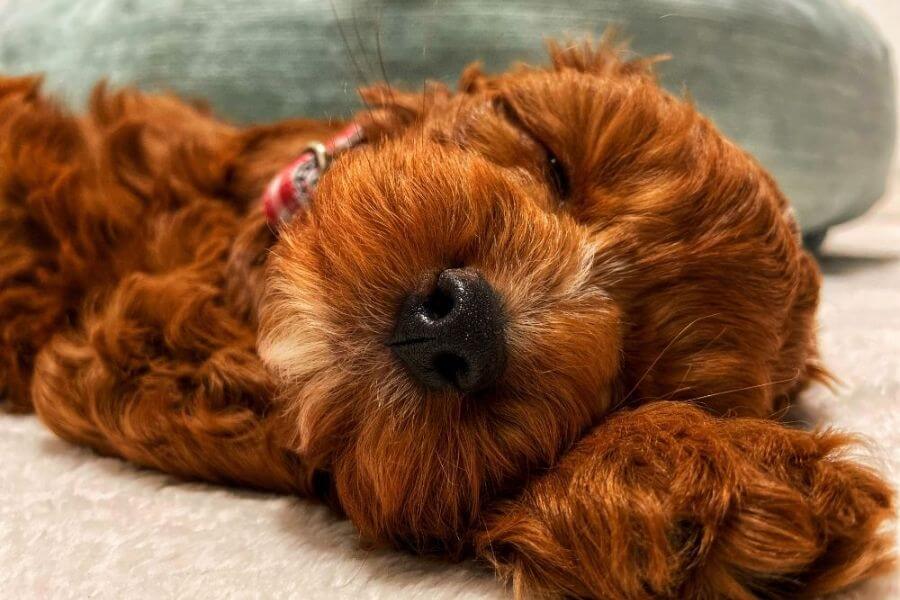 Why You Should Get A Corgi