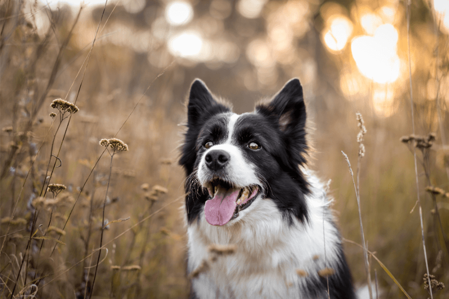 Why You Should Get A Corgi