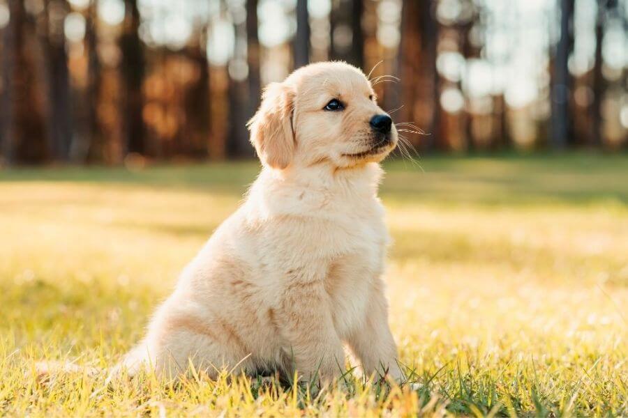 Why You Should Get A Corgi