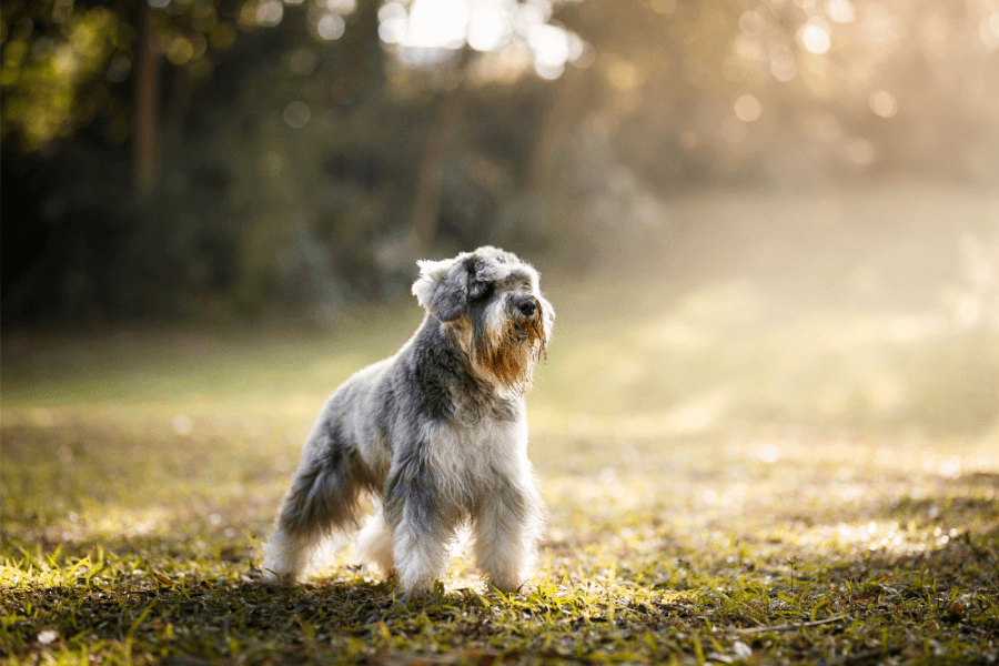 Why You Should Get A Corgi