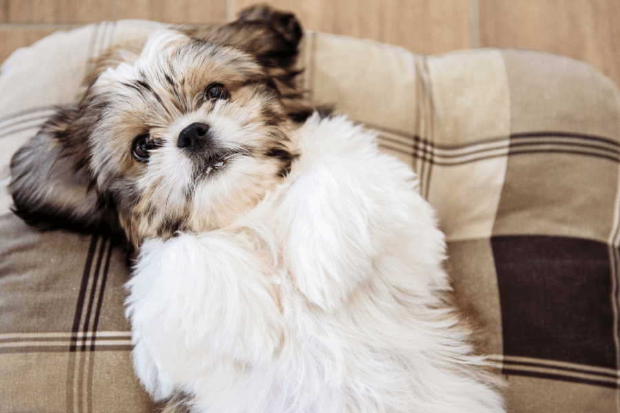 Why You Should Get A Corgi