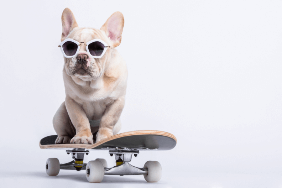 Schnauzer Puppies For Sale