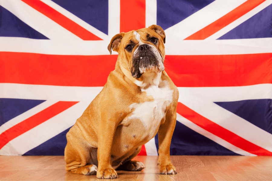 Schnauzer Puppies For Sale