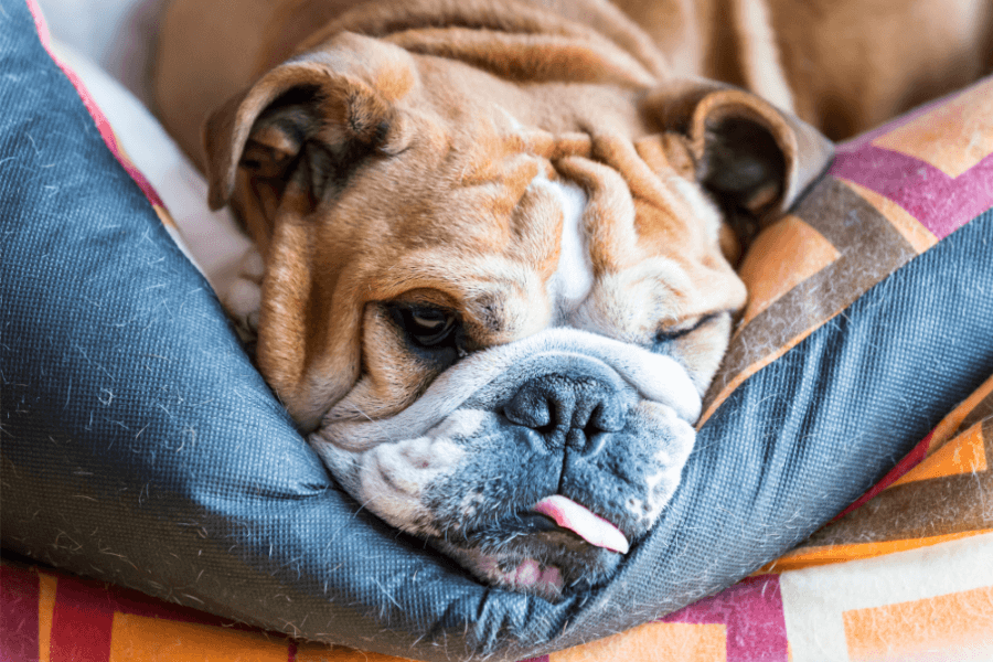 Why You Should Get A Corgi