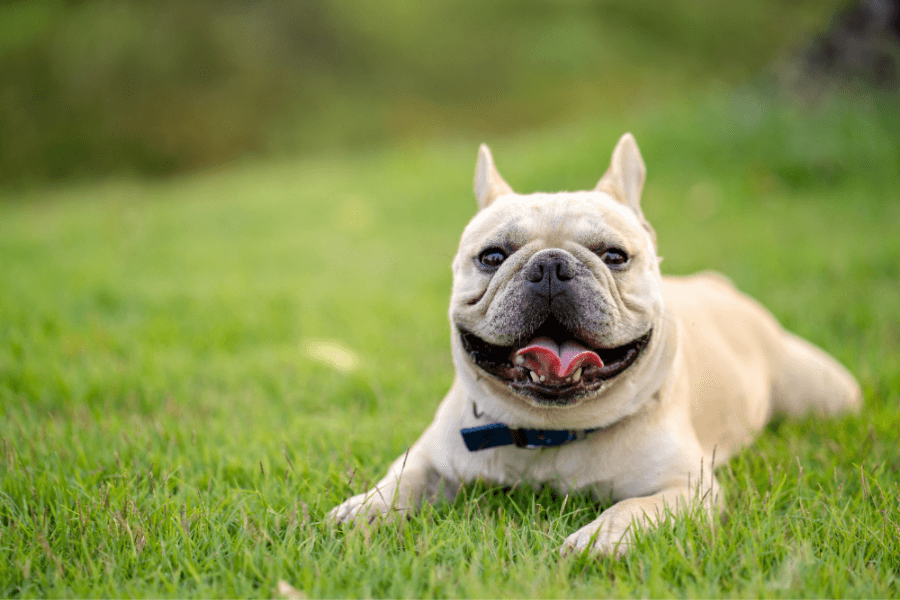 French Bulldog Puppies For Sale