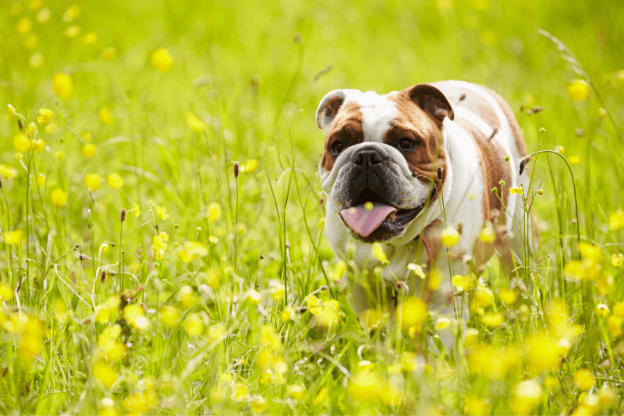 British Bulldog Puppies For Sale