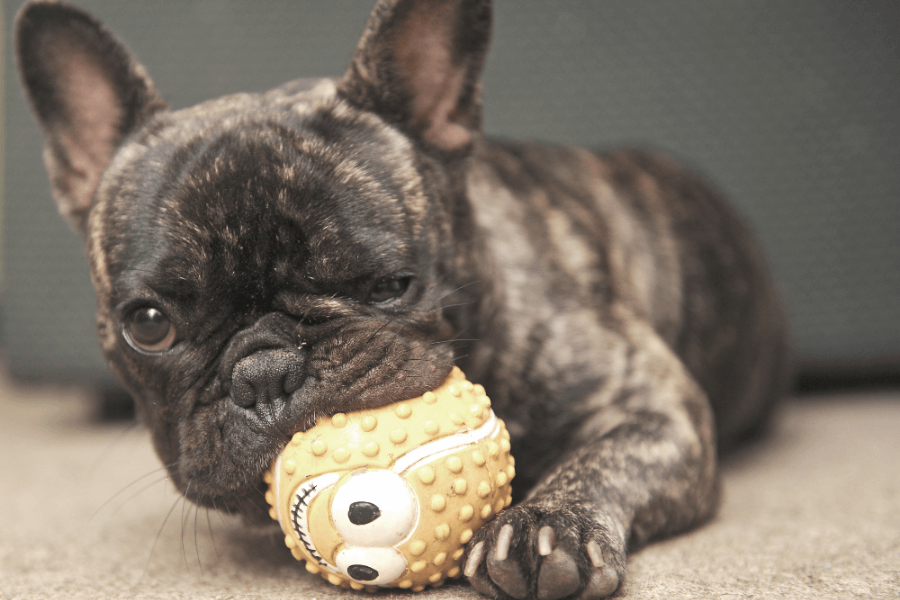 Why You Should Get A Corgi