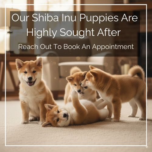 Shiba Inue