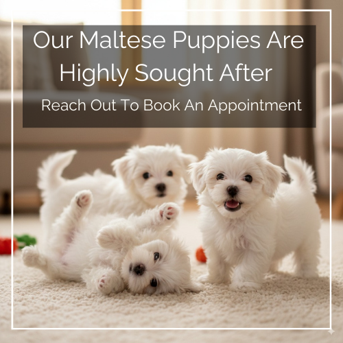 Maltese Puppy