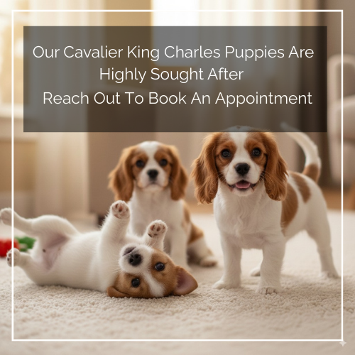 Cavalier King Charles Puppy