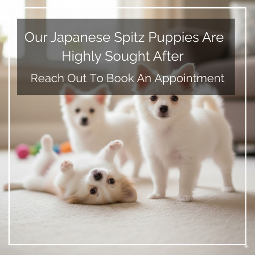 Japanese Spitz Puppy